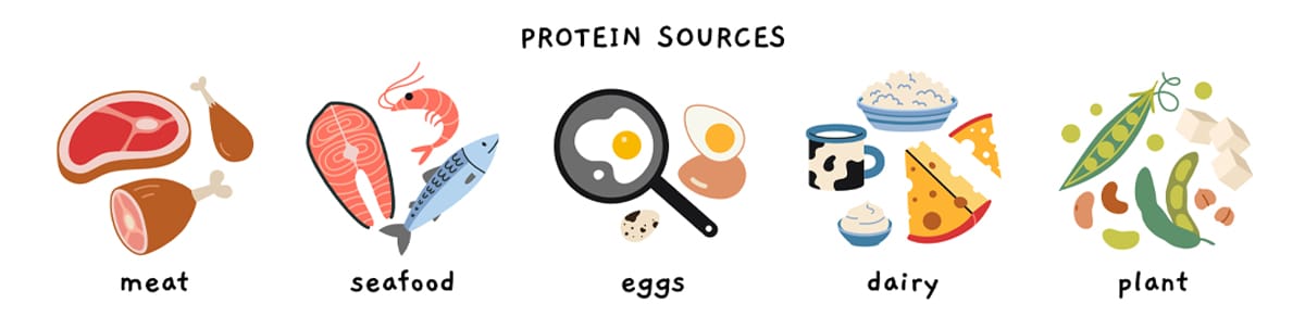 protein sources for women - illustration of meat, seafood, eggs, dairy, and plant-based proteins