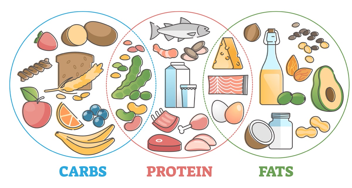 macronutrients infographic